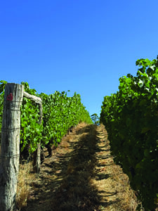 Row of vines at Pierro